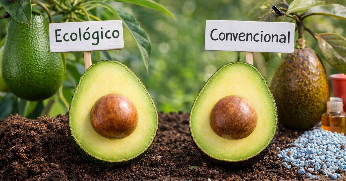 Comparativa entre aguacate ecológico cultivado en tierra natural y aguacate convencional con fertilizantes químicos