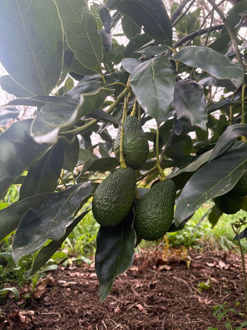 Aguacates Hass ecológicos en el árbol — Finca EcoBelesar, Galicia
